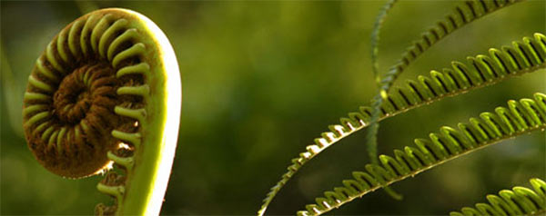 Farnspirale